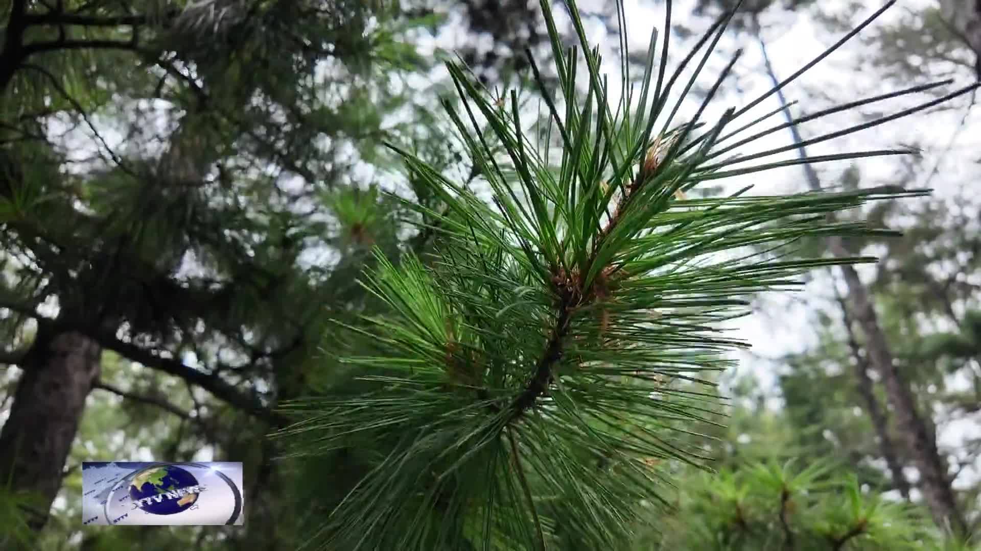 扶余市蔡家沟镇：青山“生金”  绿水“流银”