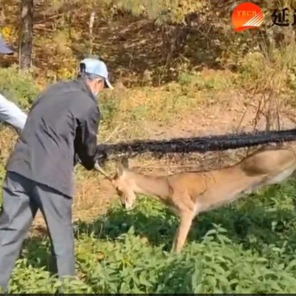 珲春市民登山途中发现的……