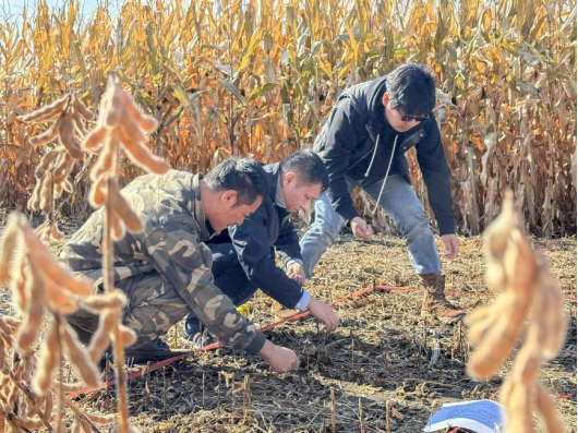 龙井市智新镇积极开展大豆机收减损测量工作