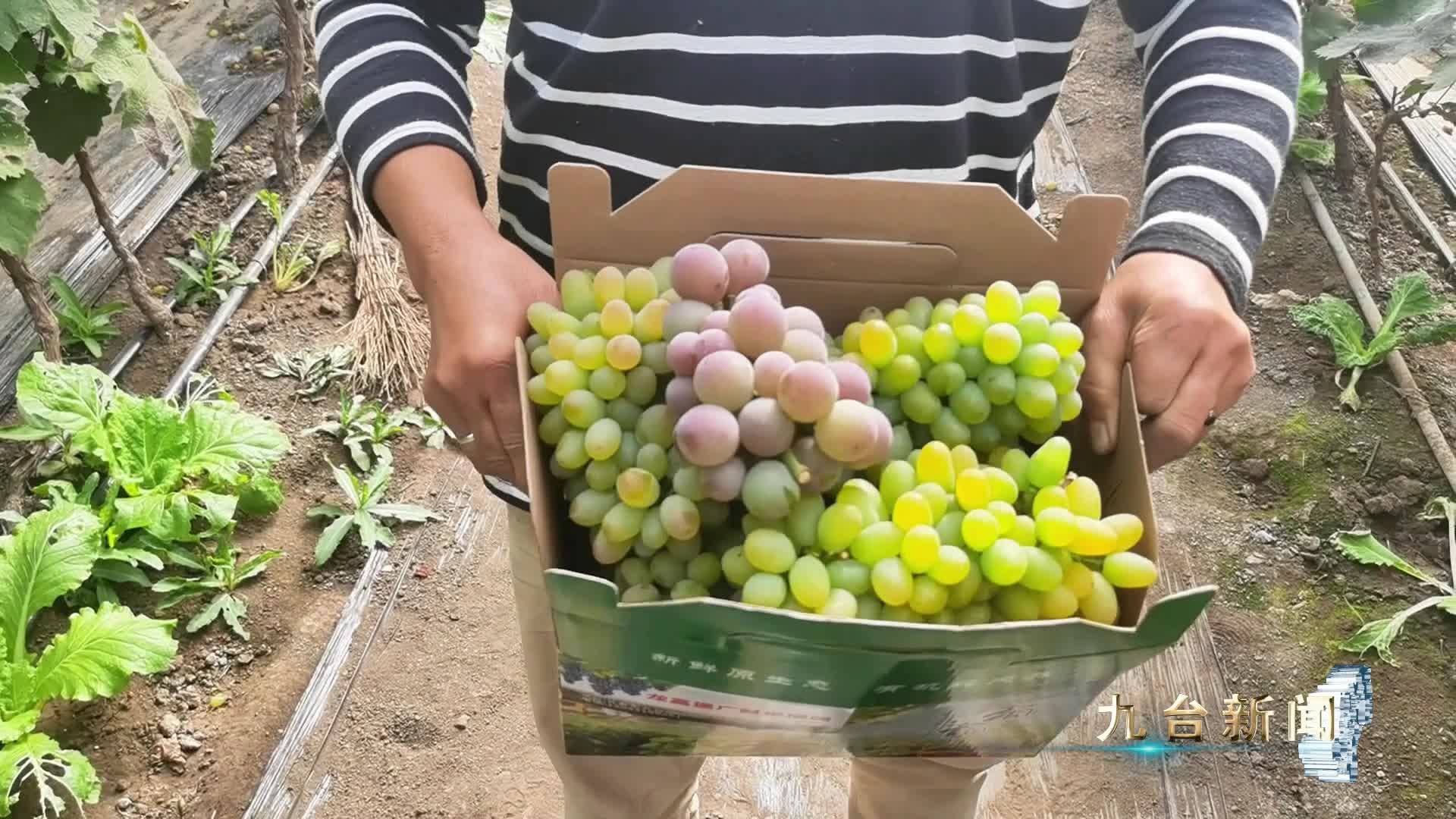 吉林日报彩练新闻：小葡萄串起乡村振兴致富路