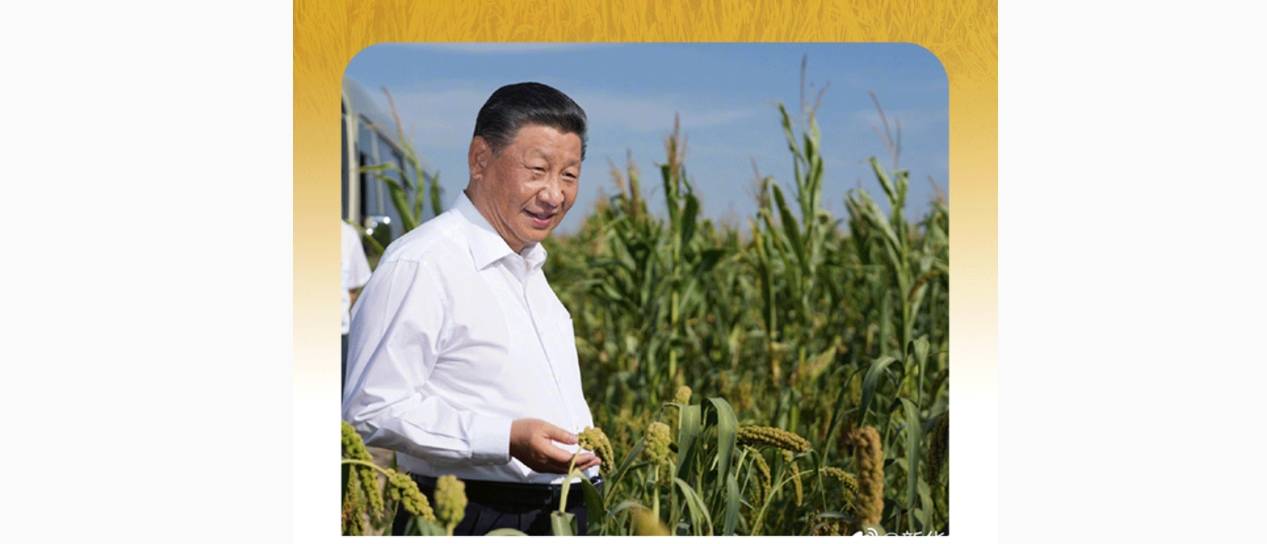 时政微观察丨粮稳天下安