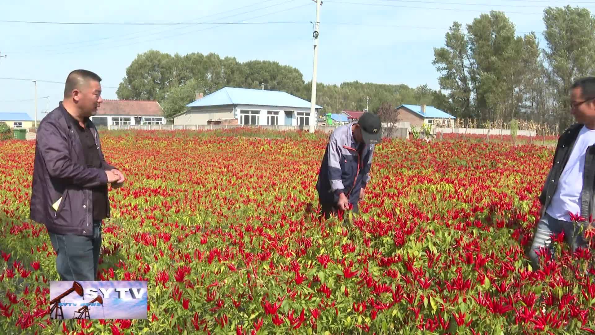 【乡村振兴进行时】前郭县浩特芒哈乡：庭院种植小辣椒    铺就红火致富路