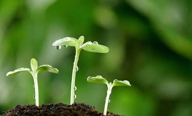 生活小百科丨这些食物发芽别急着扔，营养价值可能更高～