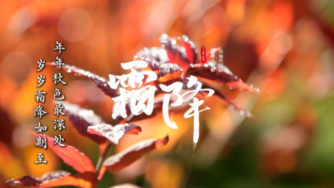 霜 降
编辑：单丽娟 石会  初审：孟令颖 
复审：杨松海  终审：李国辉