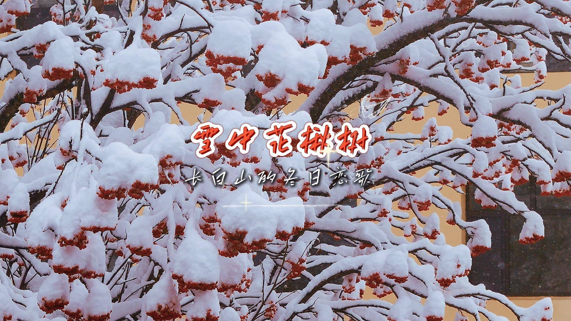 雪中花楸树 长白山的冬日恋歌