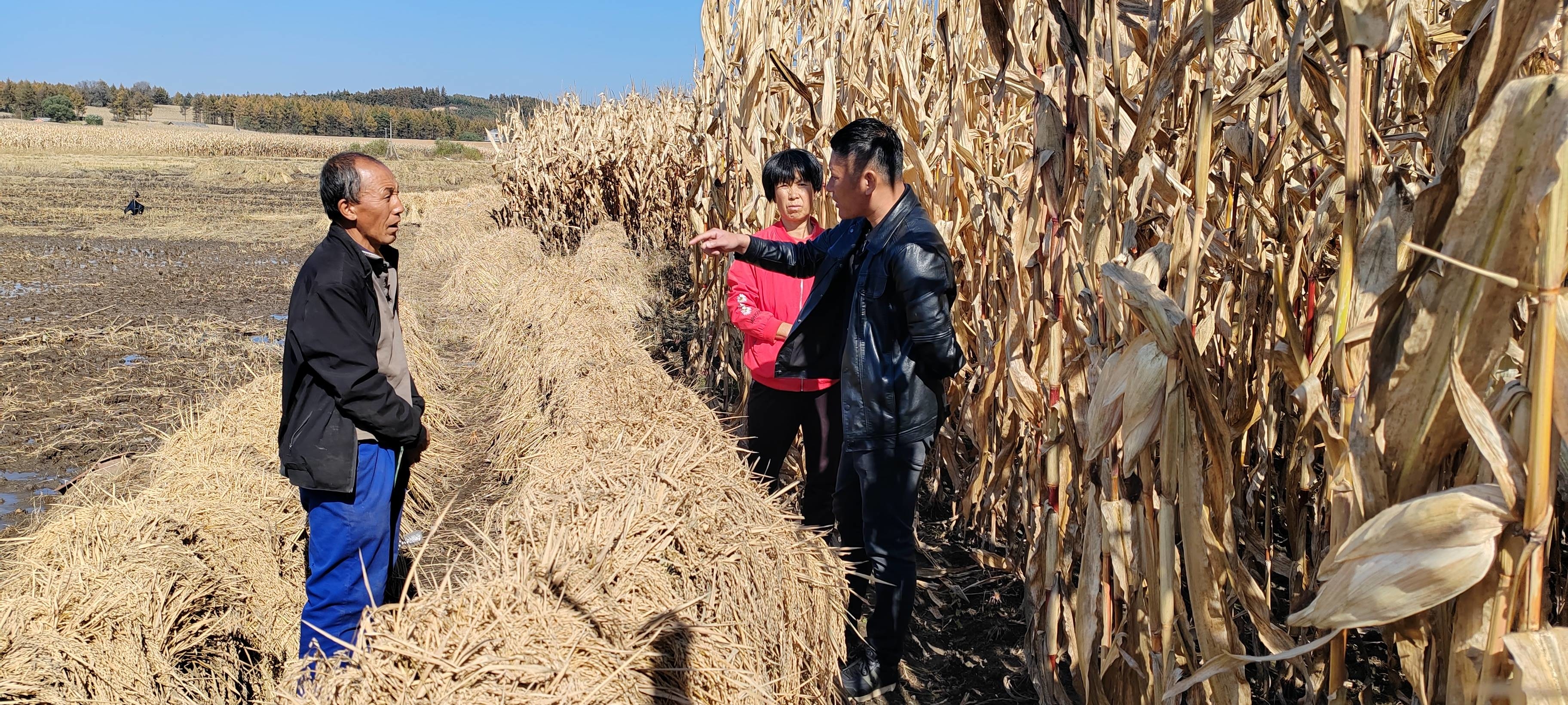 东丰县沙河镇司法所：深入田间地头  为秋收工作保驾护航