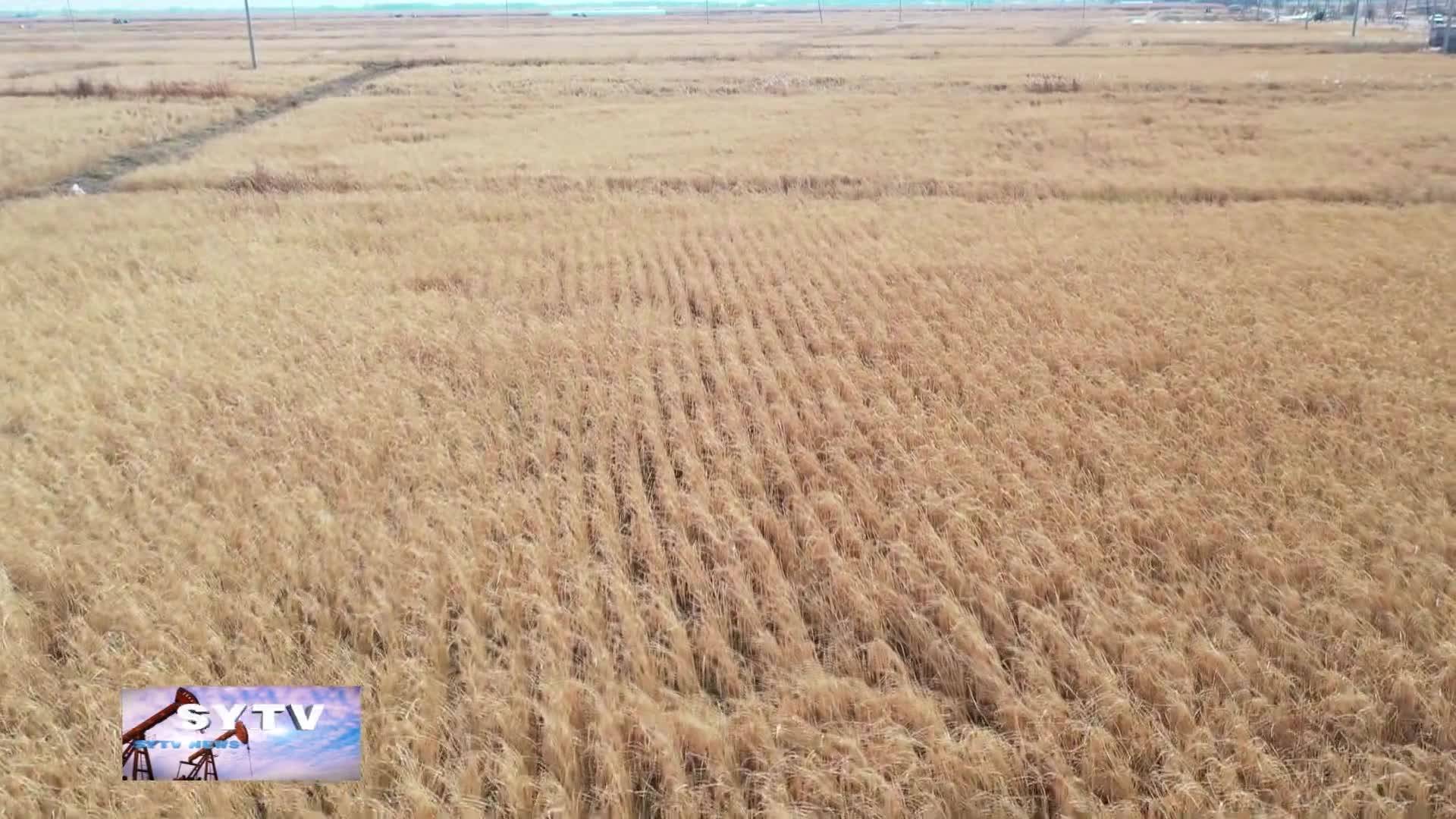 【乡村振兴进行时】  长岭县腰坨子乡：金秋时节好“丰”光 稻谷飘香收割忙