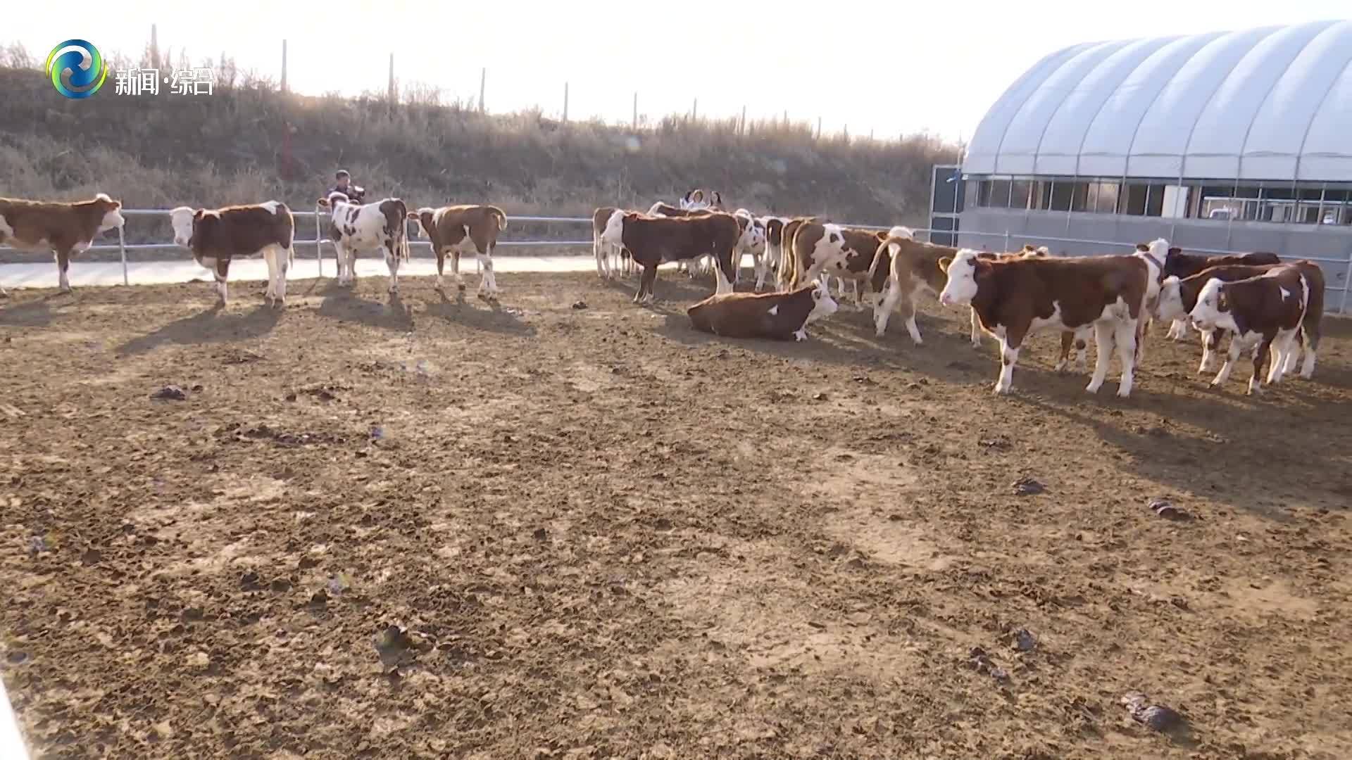 辉南县朝阳镇：发展肉牛产业 “牵” 出致富新路