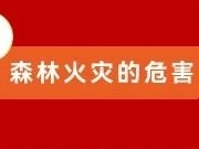 应急科普丨必知！森林防火攻略