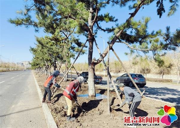 冬季将至 延吉耐寒树木“登场”