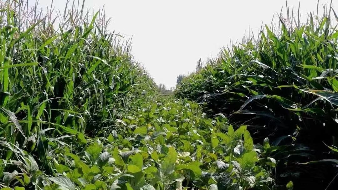 蛟河市拉法街道推广大豆玉米带状复合种植模式