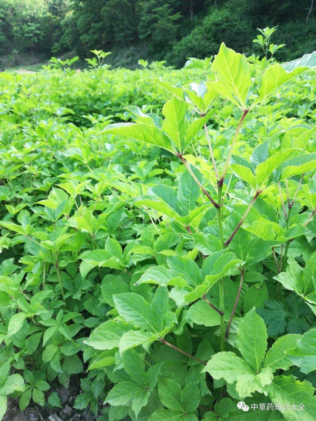 一天认识一味药丨刺五加