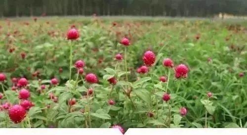 一天认识一味药丨千日红