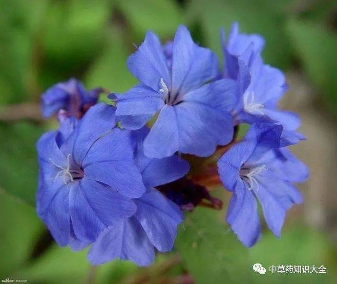 一天认识一味药丨紫金莲