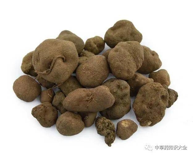 一天认识一味药丨雷丸