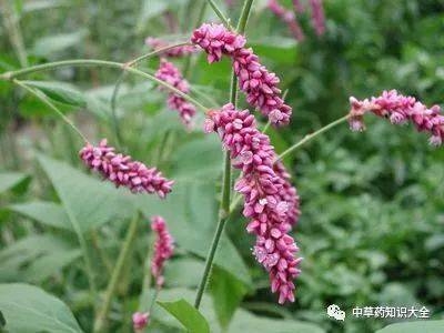 一天认识一味药丨蓼实
