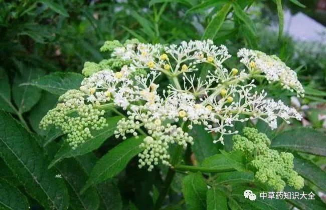 一天认识一味药丨陆英