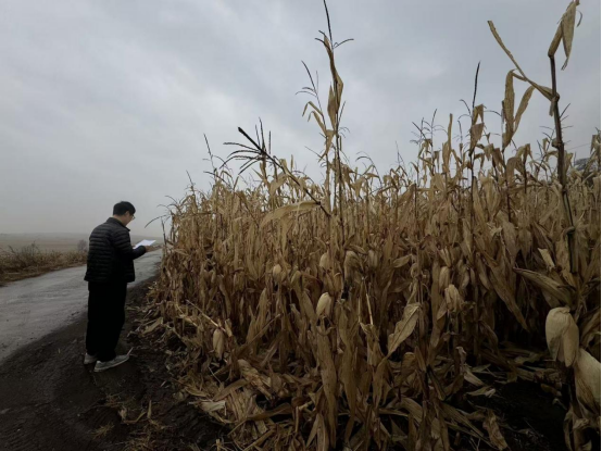 龙井市德新乡核查粮食种植面积 守牢粮食安全底线