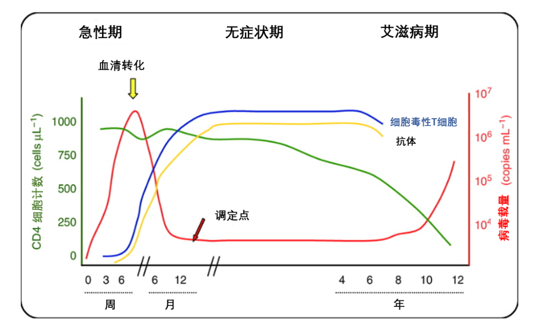 感染HIV后，为什么要查CD4细胞？