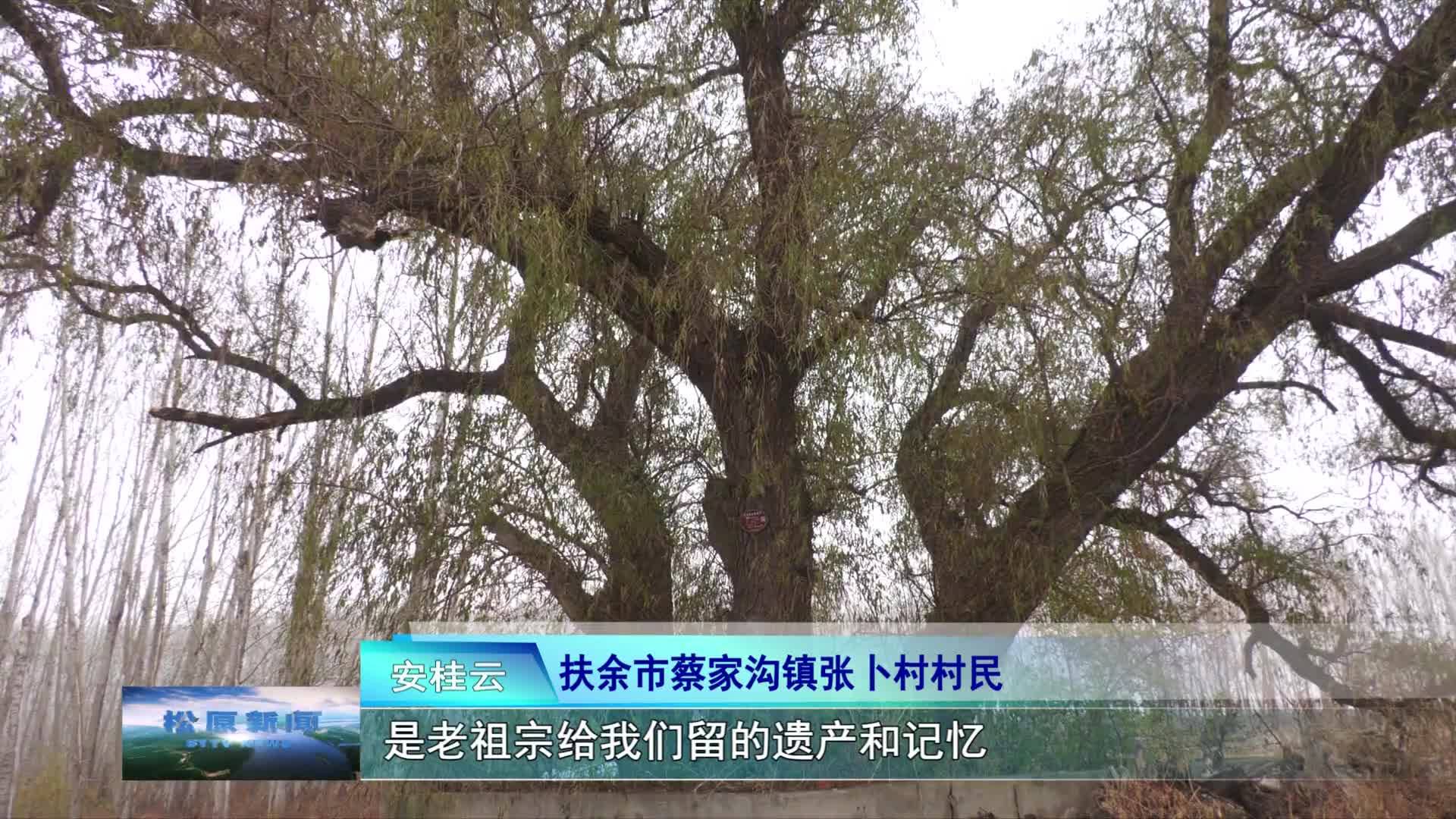 蔡家沟镇古柳：见证历史的“绿色瑰宝”