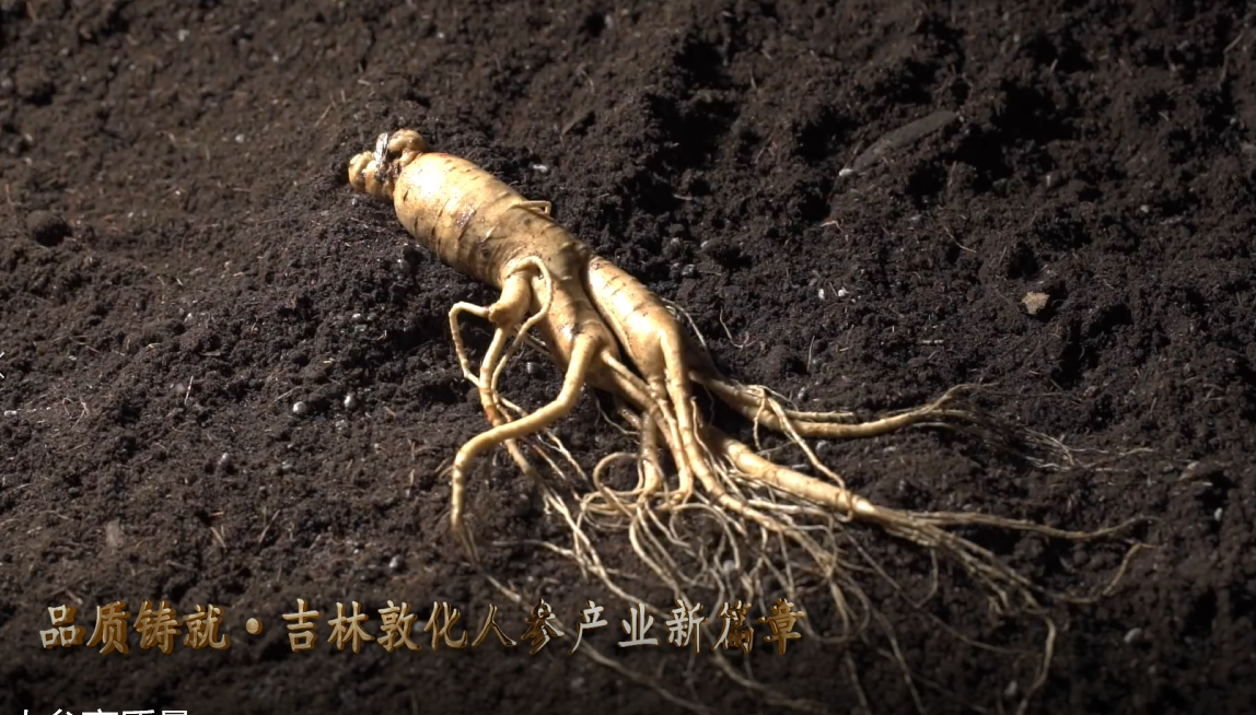品质铸就·吉林敦化人参产业新篇章