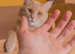 【普法在线】孩子被小区里的流浪猫抓伤，谁的责任？