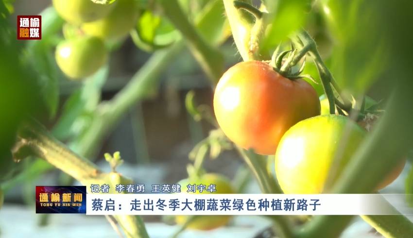 蔡启：走出冬季大棚蔬菜绿色种植新路子