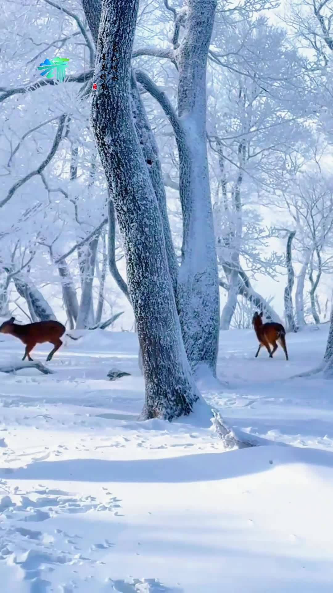 冰雪奇遇——看，雪中精灵