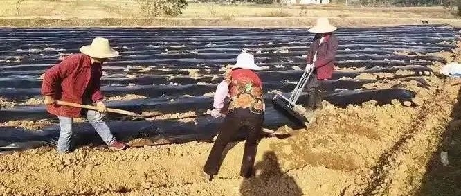 习近平：保障国家粮食安全的根本在耕地⑨