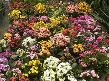 【新春走基层】春节将至 鲜花市场“百花争艳”