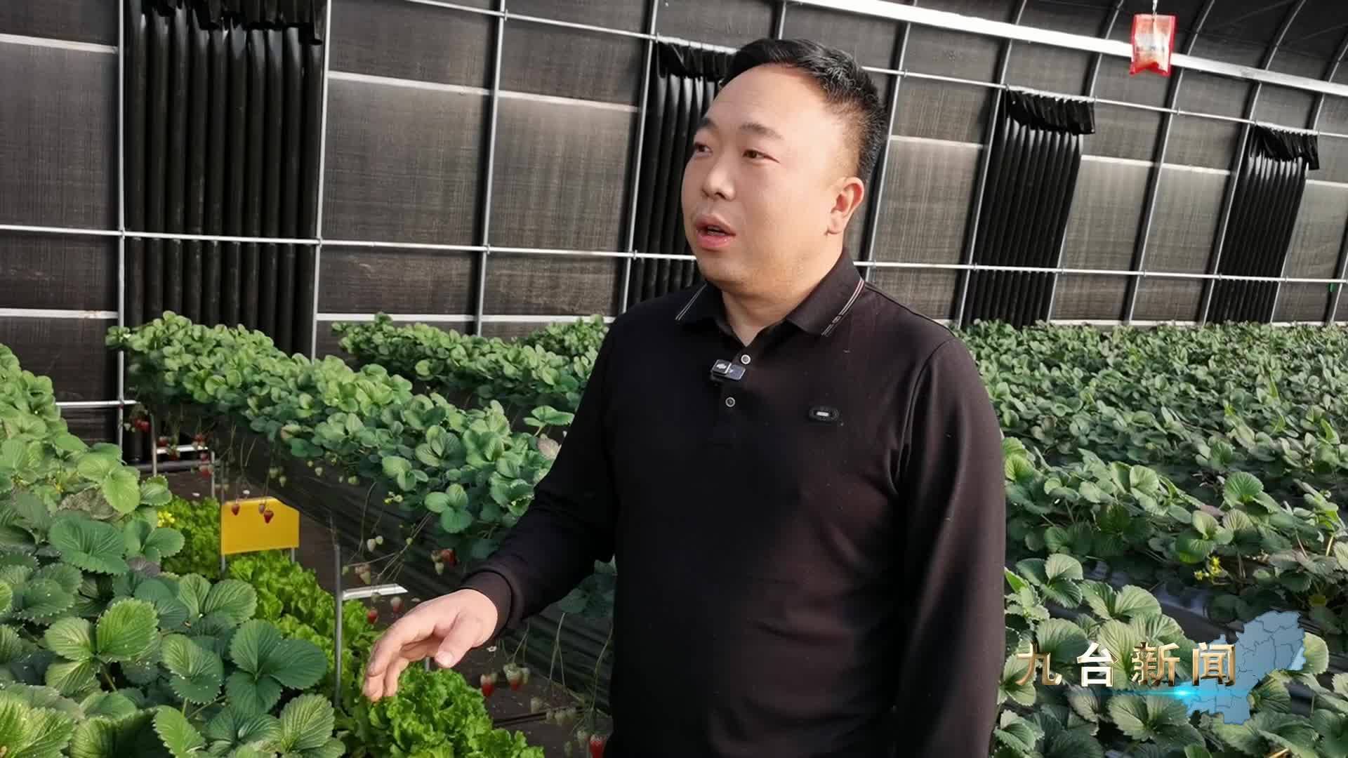 乡野牧歌：草莓之约