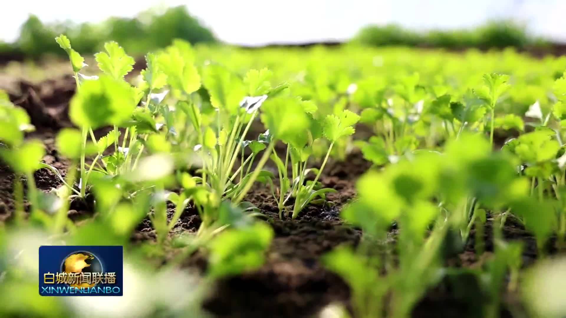 2025.2.5 白城新闻联播