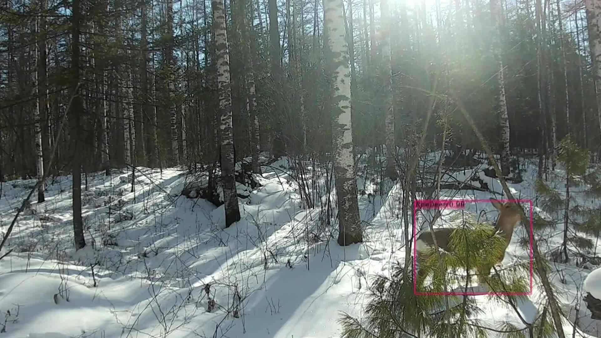 长白山自然保护管理中心：虎踪貂影引人入胜  踏雪寻迹倾情守护