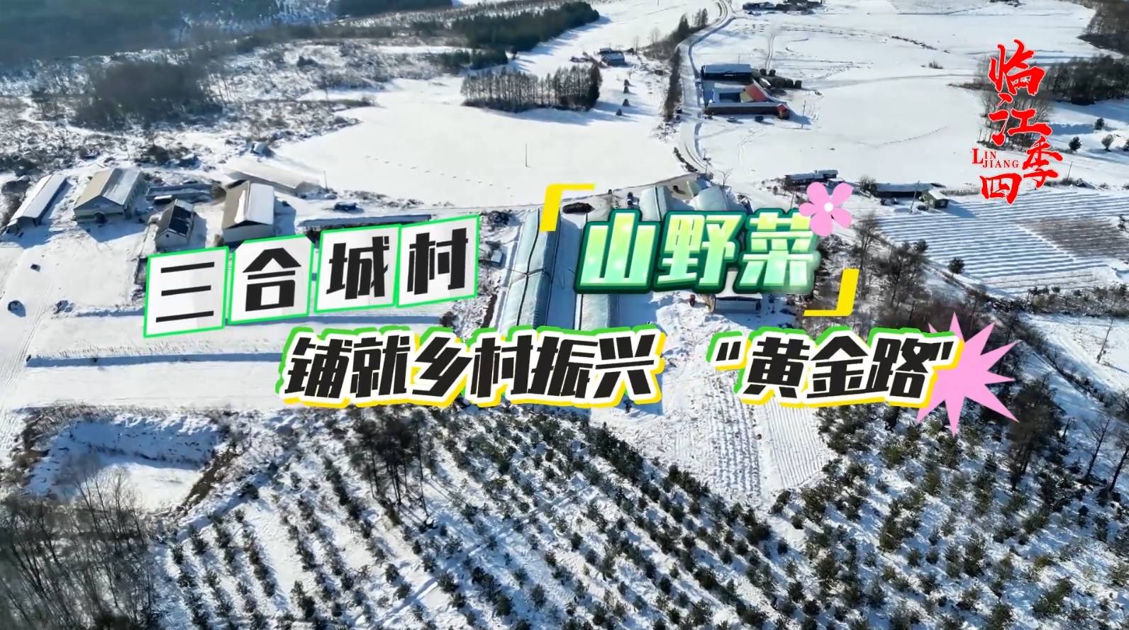 临江四季·三合城村山野菜 铺就乡村振兴“黄金路”