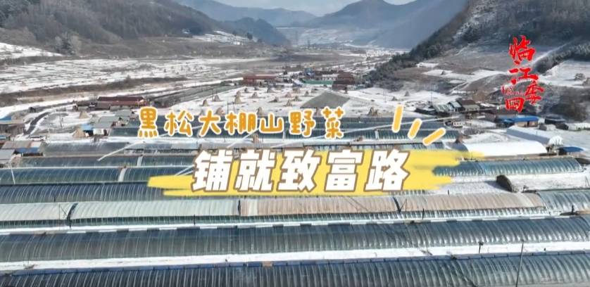 临江四季·黑松大棚山野菜 铺就致富路