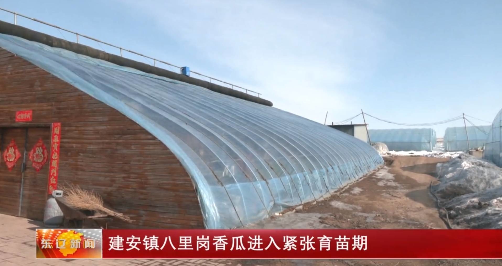 建安镇八里岗香瓜进入紧张育苗期