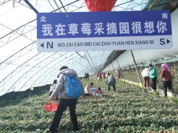 第十一届双阳奢岭温泉草莓旅游季筹备工作有条不紊进行