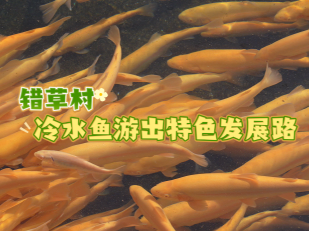 临江四季·错草村 冷水鱼游出特色发展路