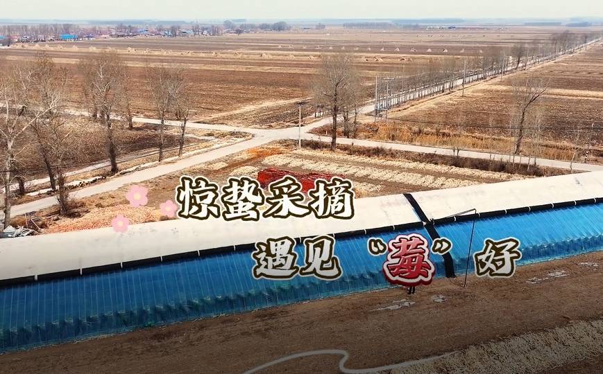 惊蛰采摘遇见“莓”好