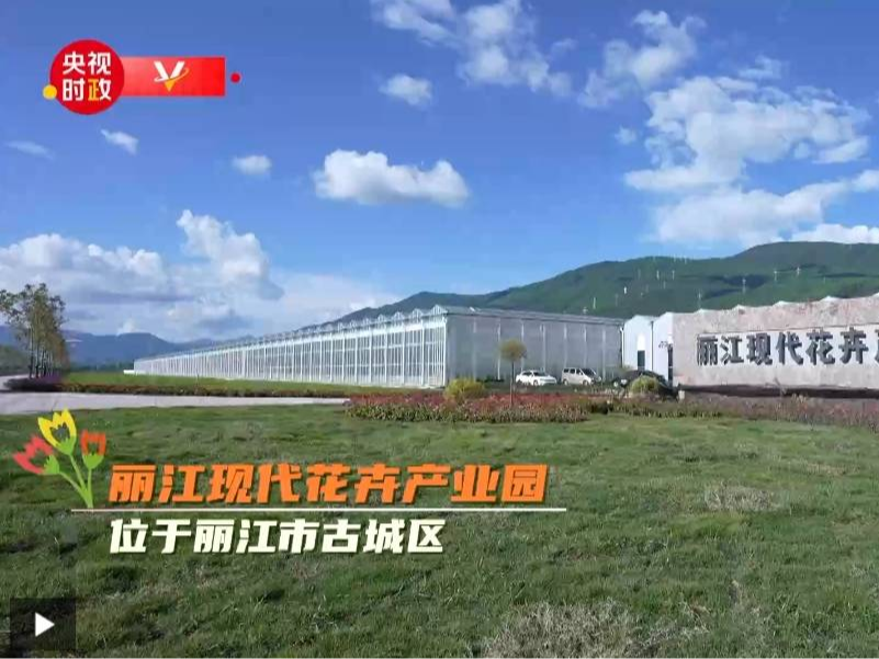 习近平云南行丨花卉产业促振兴——走进丽江现代花卉产业园