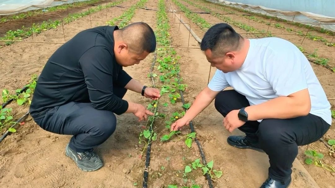 【万象“耕”新启丰年】长岭县东岭乡：香瓜大棚春意浓 特色产业促增收