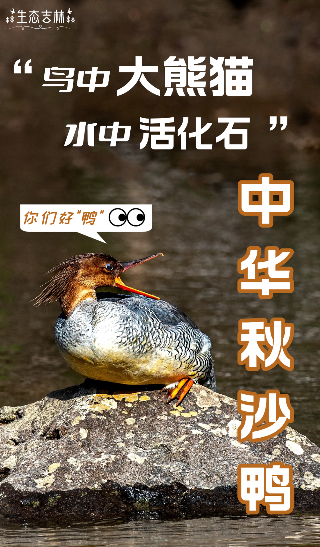 鸟中“大熊猫”！原来你是这样的“宝”?