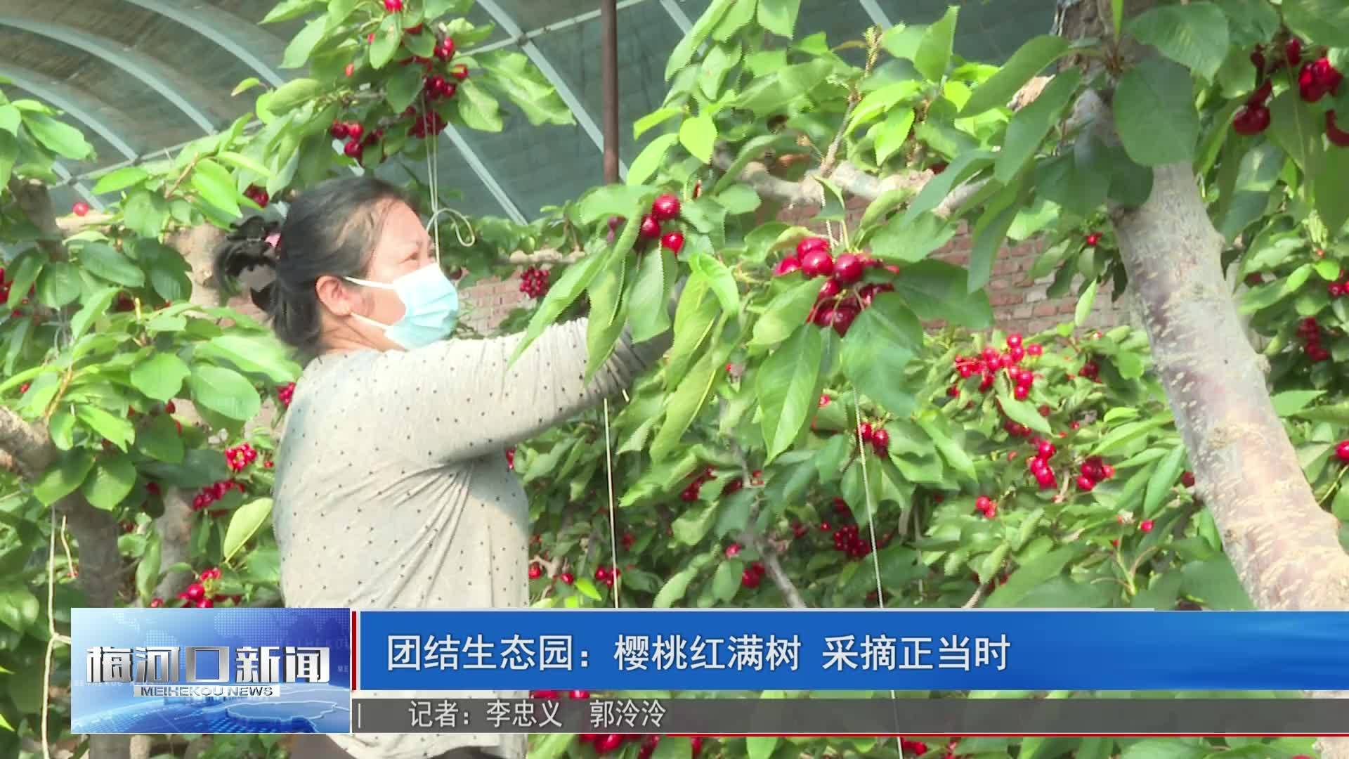 团结生态园：樱桃红满树 采摘正当时