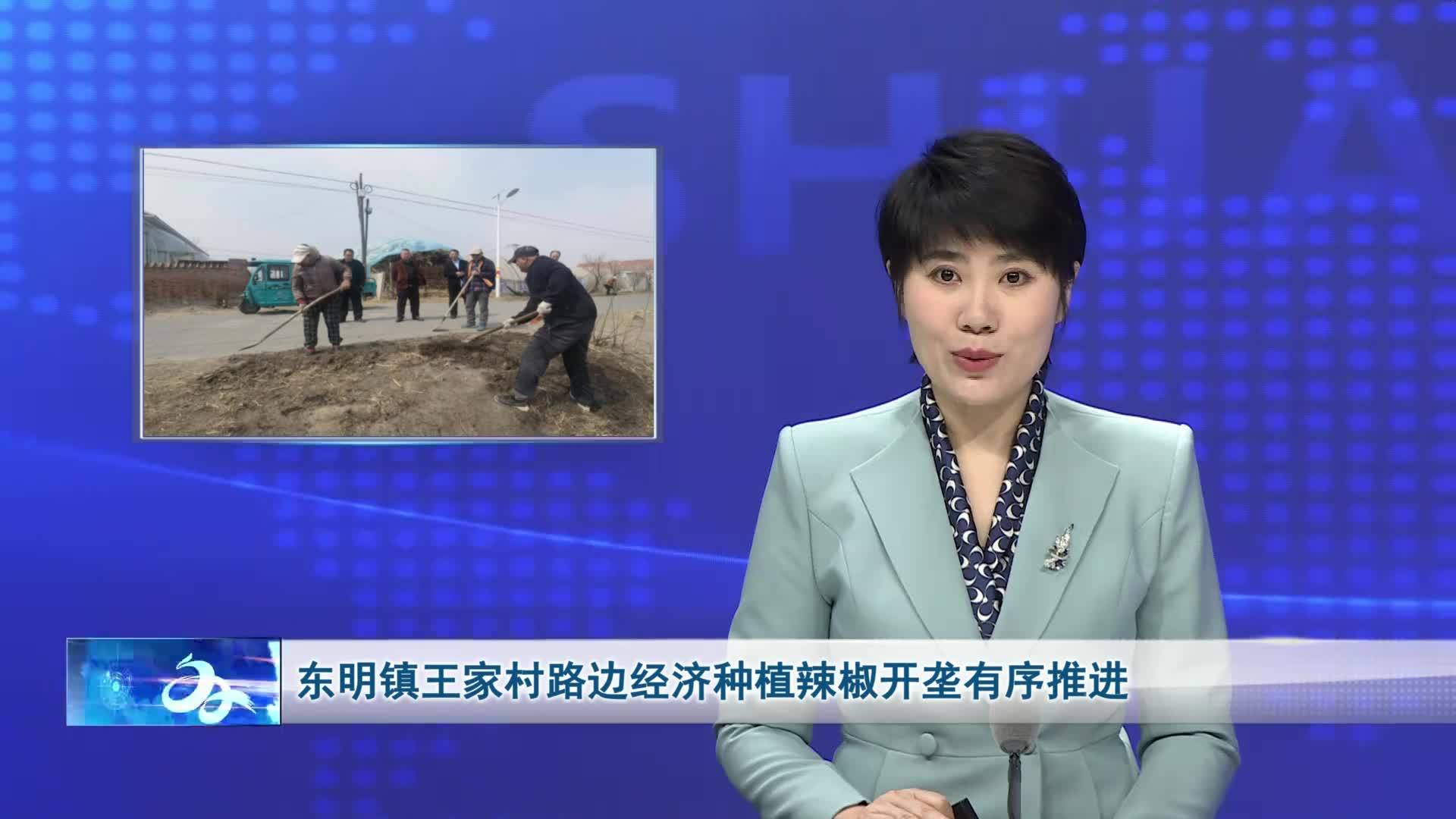 东明镇王家村路边经济种植辣椒开垄有序推进