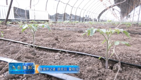 上河湾镇：现代农业蓄势赋能 乡村振兴阔步前行