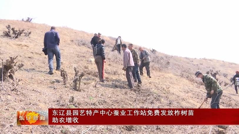 东辽县园艺特产中心蚕业工作站免费发放柞树苗助农增收