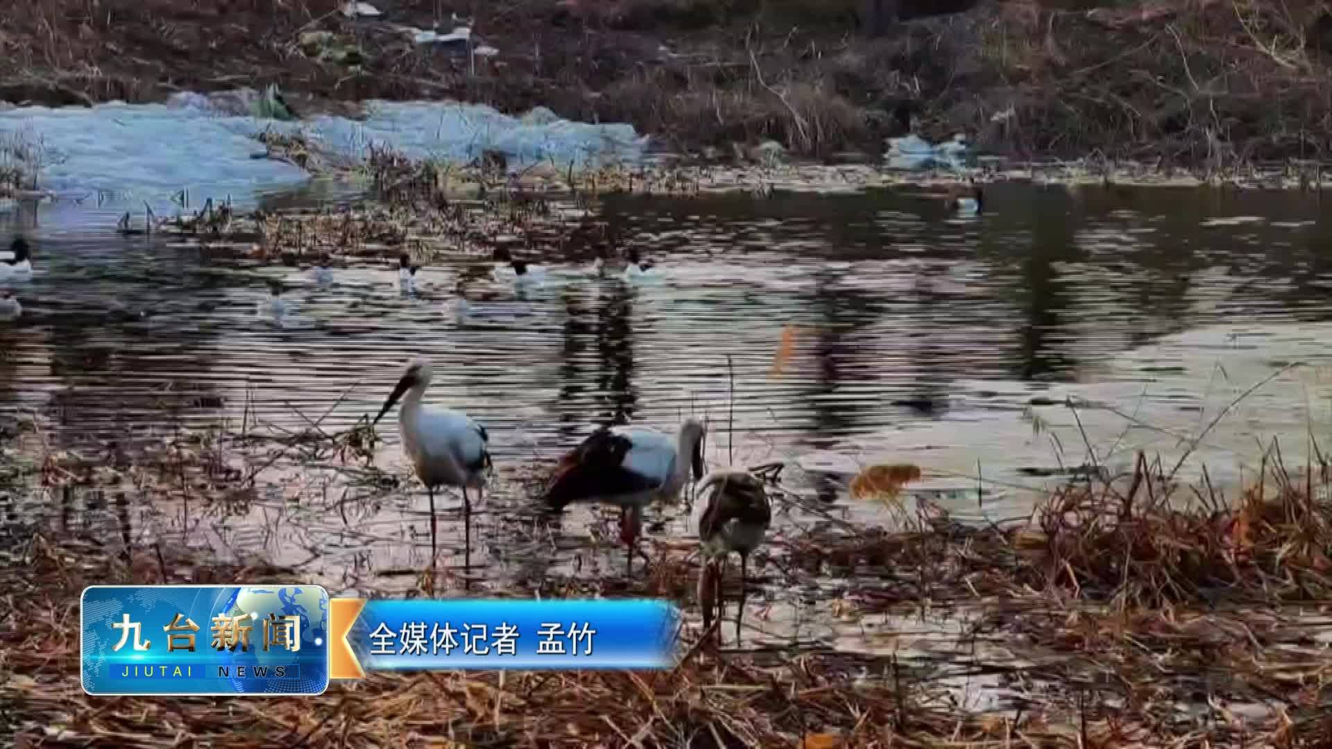 候鸟驻足 生态向好