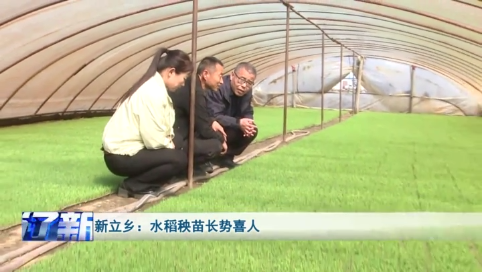 新立乡：水稻秧苗长势喜人