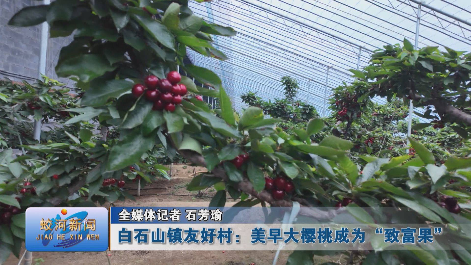 蛟河市白石山镇友好村：美早大樱桃成为“致富果”