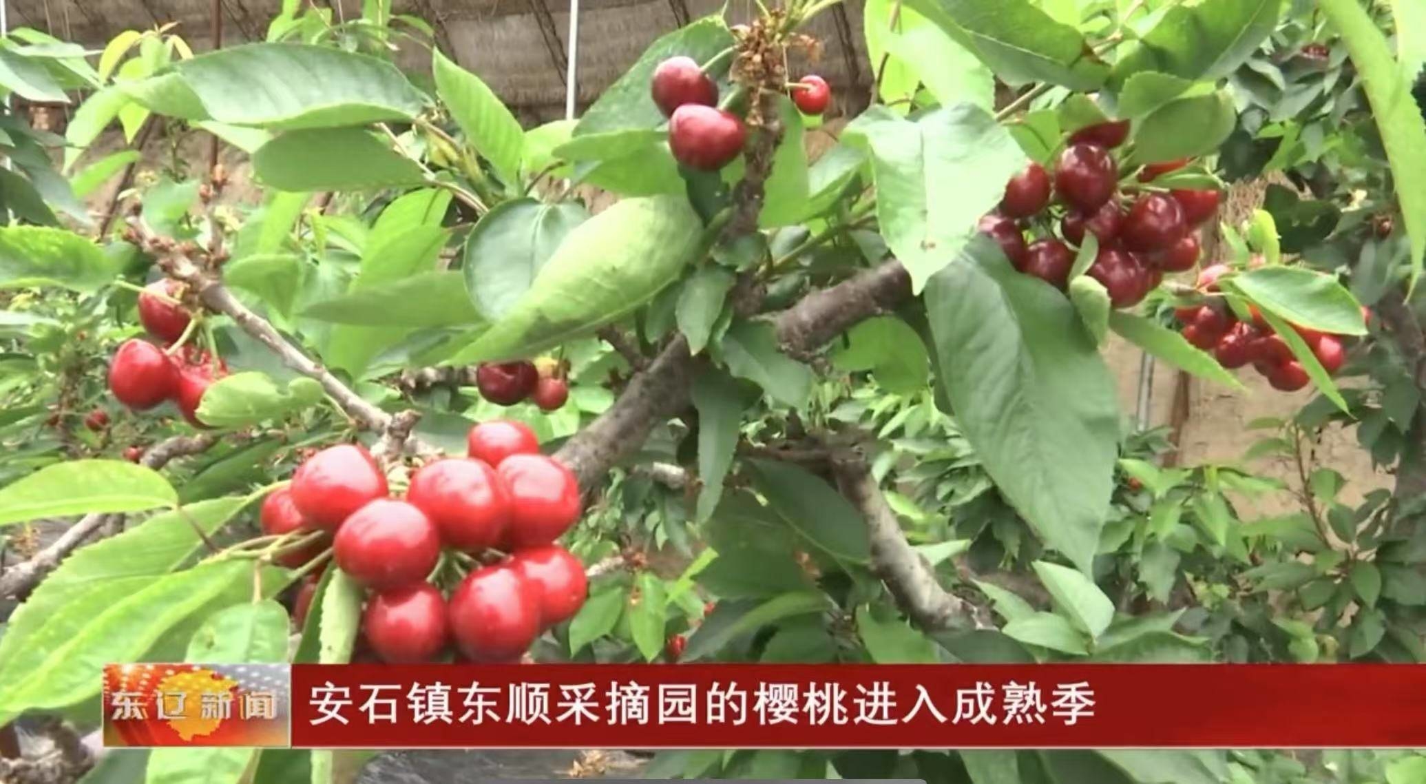 东辽县安石镇东顺采摘园的樱桃进入成熟季